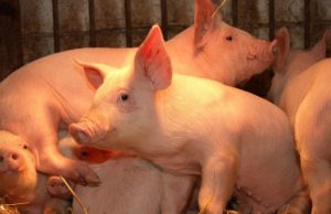 Novo vírus identificado na China tem potencial para gerar pandemia