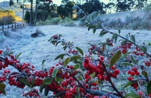 Geada transforma a paisagem na Serra neste início de semana