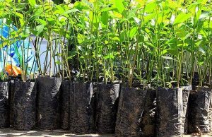 Drive Thru Ambiental: mudas nativas serão distribuídas em Tubarão nesta quarta-feira (10)