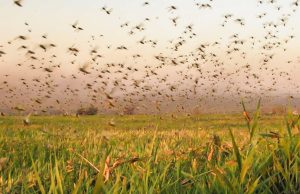 Nuvem de gafanhotos está a 130 km do Brasil e deve causar estragos no campo