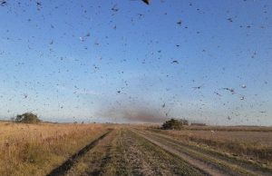 Nuvem de gafanhotos: governo declara estado de emergência no RS e SC