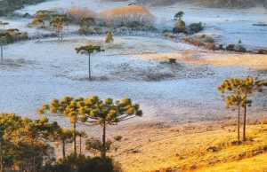 Serra de SC registra temperatura de -8ºC e forte geada