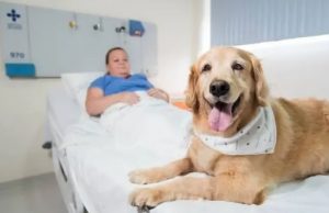 Lei que autoriza visita de animais domésticos a pacientes em hospitais é sancionada por Carlos Moisés