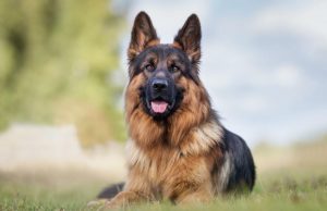 Cão que testou positivo para covid-19 morre nos EUA