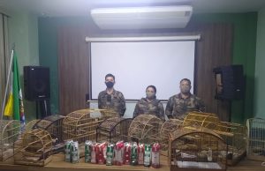 Passarinhos silvestres, de alto valor de mercado, são apreendidos com motorista na BR-101, em Tubarão