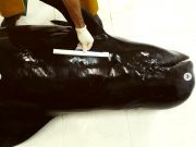 Encalhe raríssimo em Laguna é registrado por cientistas de projeto marinho