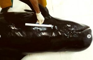 Encalhe raríssimo em Laguna é registrado por cientistas de projeto marinho