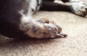 Suspeito de ter matado 13 cachorros em Tubarão segue foragido