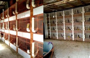 13 cães são mortos a pauladas em Tubarão e 80 galos usados em rinhas são apreendidos