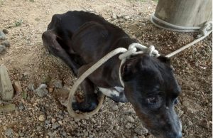 Cadela vítima de maus-tratos é resgatada e internada em estado grave