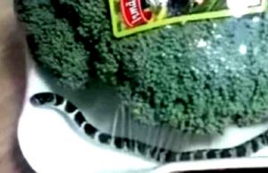 Cobra é encontrada dentro de embalagem de brócolis em supermercado de SC