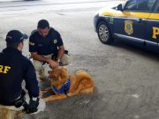 Cão bem tratado, de coleira peitoral e guia é resgatado entre os veículos na BR-101, em Tubarão