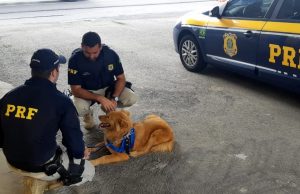 Cão bem tratado, de coleira peitoral e guia é resgatado entre os veículos na BR-101, em Tubarão