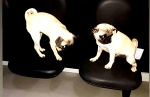 PM de Garopaba recupera 2 filhotes furtados da raça Pug