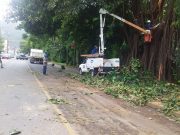 Defesa Civil retira falsa seringueira que caiu sobre avenida de Tubarão