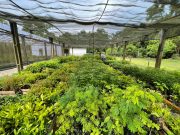 Viveiro Municipal de Braço do Norte recebe doação de 5.460 mudas