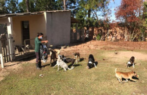 ONG de Laguna cria rifa online para vacinação de animais acolhidos em abrigo
