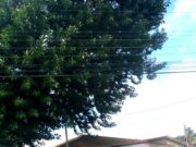 Defesa Civil prepara novo corte de árvore em Capivari de Baixo