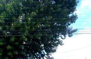 Defesa Civil prepara novo corte de árvore em Capivari de Baixo