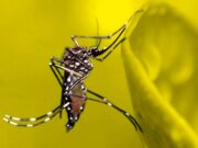 Morte por febre amarela em SC reforça a importância da vacinação