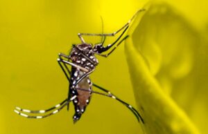 Morte por febre amarela em SC reforça a importância da vacinação