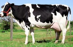 SC investe R$ 7,2 milhões no incentivo à produção de leite e carne