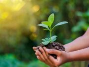 IPTU Verde estimula a preservação do meio ambiente em Tubarão