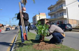Avenida Pedro Zapeline recebe o plantio de mudas de manacás
