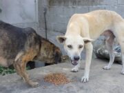 Em Tubarão: Empresária doa uma tonelada de ração canina.