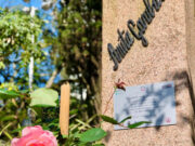 Rosa de Anita plantada no Paço Municipal alcança floração completa