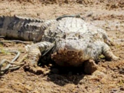 Jacaré-de-papo-amarelo é encontrado com sinais de maus-tratos em Tubarão