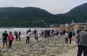 VÍDEOS: Em lanços generosos, mais de 10 mil tainhas são capturadas em praia de Florianópolis