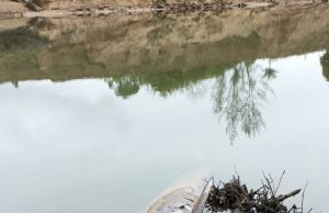 Boto Caroba é encontrado morto no Rio Tubarão