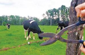 PCSC CUMPRE MANDADOS DE BUSCA E APREENSÃO EM INVESTIGAÇÃO QUE APURA CRIMES DE AMEAÇA, FURTO DE GADO E EXTORSÃO EM CELSO RAMOS