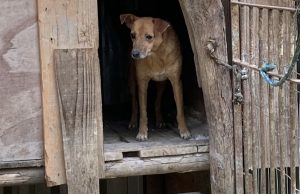POLÍCIA CIVIL PRENDE HOMEM EM FLAGRANTE POR MAUS-TRATOS A CÃES EM PALHOÇA