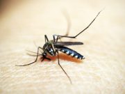Tubarão já registra 224 focos do mosquito da dengue só em 2025