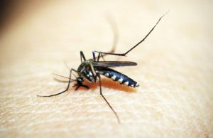 Tubarão já registra 224 focos do mosquito da dengue só em 2025