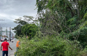 Árvores caem com força do vento sul em Tubarão e Defesa Civil orienta evitar áreas afetadas