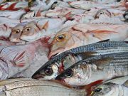 Tá caro ou tá barato? Procon compara preços de pescados e alerta consumidores em Tubarão