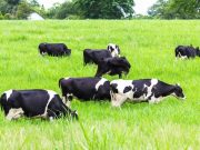 Furto de vacas em propriedade deixa prejuízo de R$ 25 mil