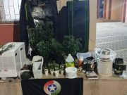 POLÍCIA MILITAR DESMONTA ESTUFA DE MACONHA E PRENDE ENVOLVIDOS EM LAGES