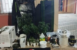 POLÍCIA MILITAR DESMONTA ESTUFA DE MACONHA E PRENDE ENVOLVIDOS EM LAGES