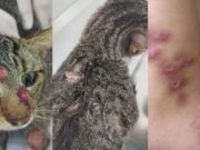Doença que atinge humanos e gatos preocupa cidades do Sul de SC