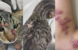 Doença que atinge humanos e gatos preocupa cidades do Sul de SC