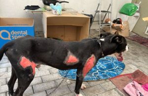 Polícia Civil prende em flagrante homem que arrastou cão por um quilômetro em SC